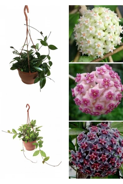 Askılı saksıda mum çiçeği ürün görseli 1