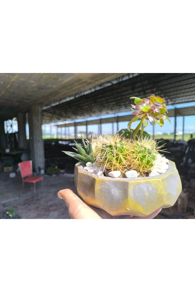 Kaktüs ve sukulent aranjmanı beton saksıda - Resim 4