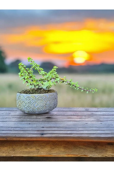 Taş Saksıda Afra Bonsai Yeşim Ağacı - Resim 3