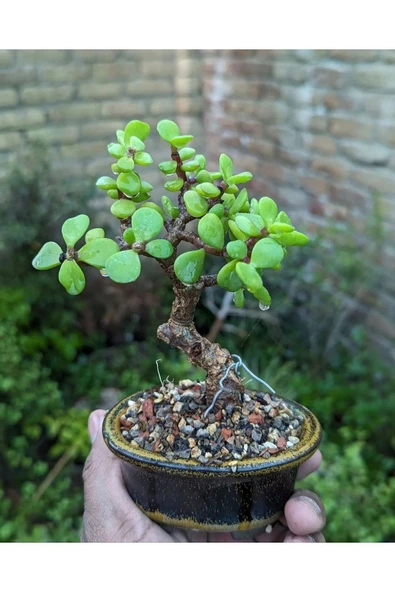 El Yapımı Saksıda Bonsai  ara Çiçeği Afra Yeşim Ağacı 012 - Resim 3
