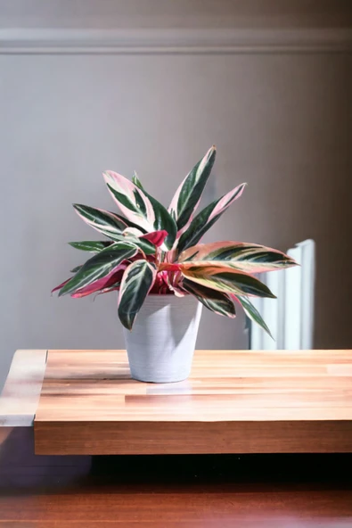 Taş Saksıda stromanthe dua çiçeği ürün görseli