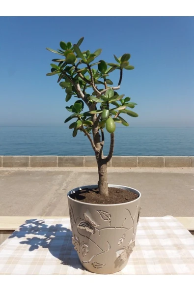 Crassula Ovata- Para Çiçeği- Bereket Bitkisi- 50-65 Cm - Resim 2