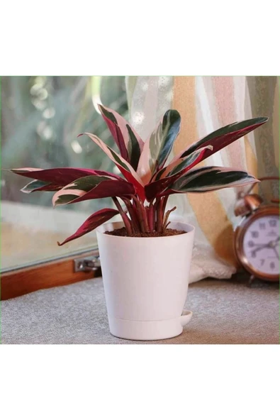 Stromanthe Dua Çiçeği 000001 ürün görseli