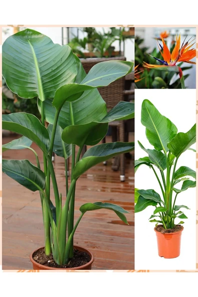 2 adet Starliçe 3'er köklü 120-150 cm - Resim 2