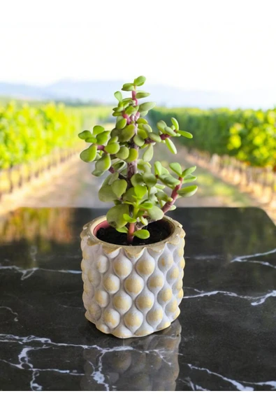 Mini Bonsai Para Ağacı Dekoratif Beton Saksıda 001 - 3
