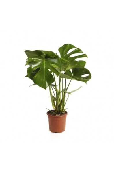 Monstera Deva Tabanı Buyuk Delikli Yapraklı ürün görseli 1