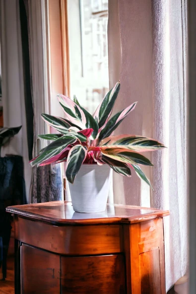 Taş Saksıda stromanthe dua çiçeği bitkisi 01afil - Resim 5