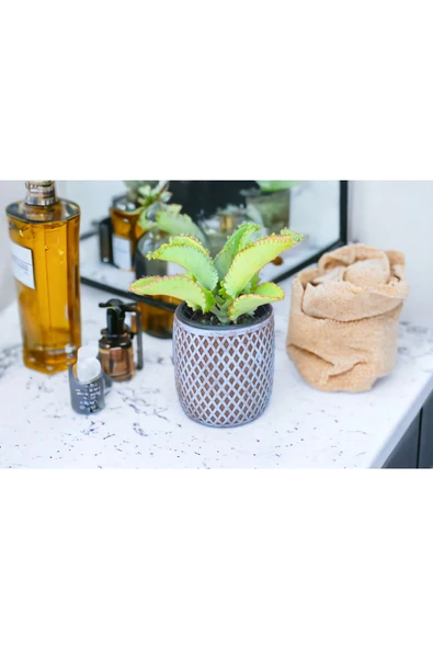 Peygamber efendimizin gözyaşı çiçeği aşıe ürün görseli