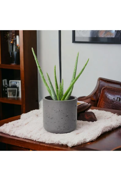 Dekoratif Saksıda Aloevea Orta Boy - Resim 3