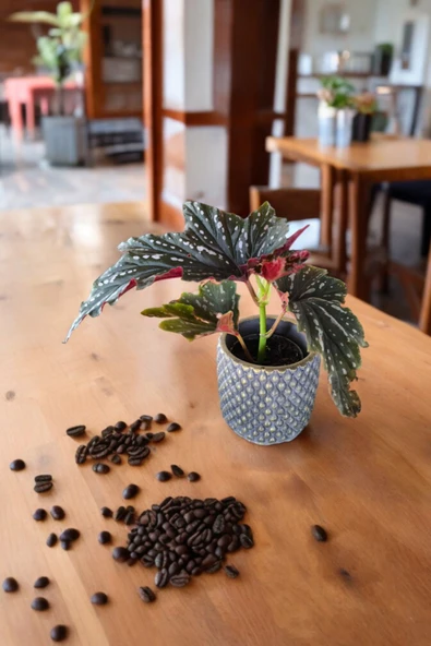 Bodrum Dizayn Taş Saksıda Çilli Begonya 01ud - Resim 3