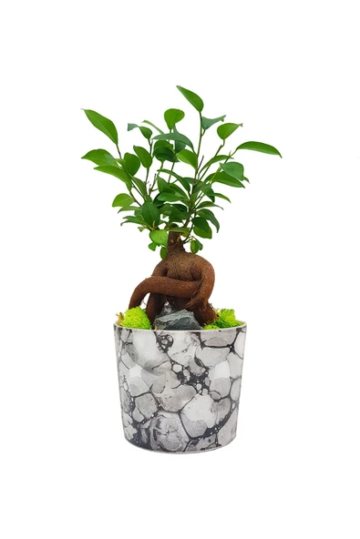 Kengai Ficus Gingseng Bonsai & Granit Desenli Seramik Saksıda Bitki Tasarımı Canli Saksi Cicekleri