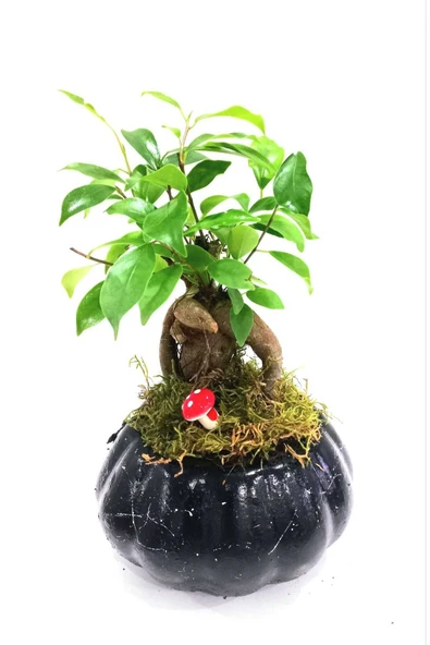 Tasarım Ficus Ging Seng Bonsai ürün görseli 1