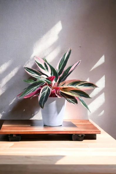 Taş Saksıda stromanthe dua çiçeği - Resim 4