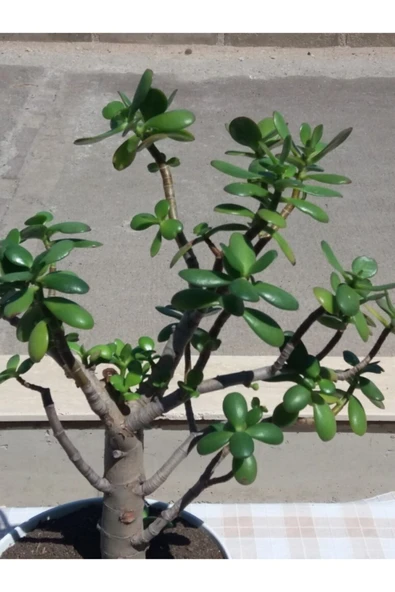 Crassula Ovata- Para Çiçeği- Bereket Bitkisi- 50-65 Cm - Resim 3