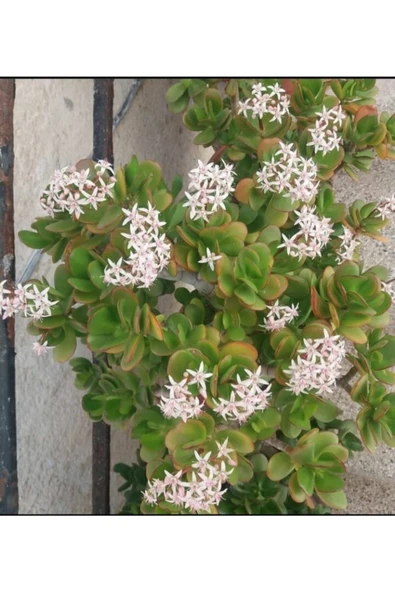 Crassula Ovata- Para Çiçeği- Bereket Bitkisi- 50-65 Cm - Resim 4