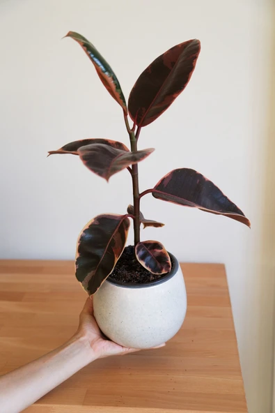 Ficus Elastica Belize-Pembe Kauçuk Ağacı-40-50 cm-Ev Ofis Salon İç Mekan Bitkisi - 1