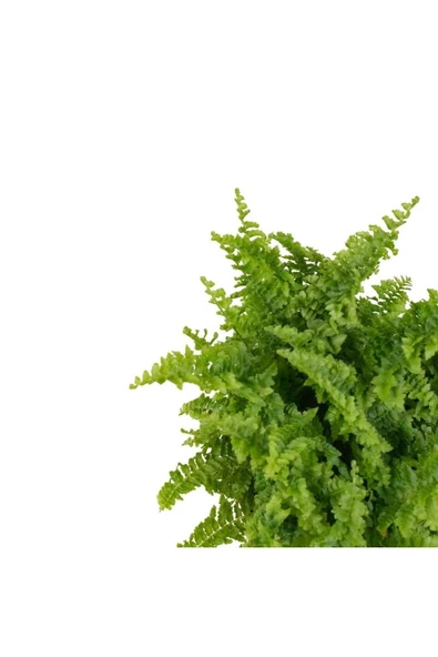 Aşk Merdiveni Dekoratif Saksıda - Resim 5