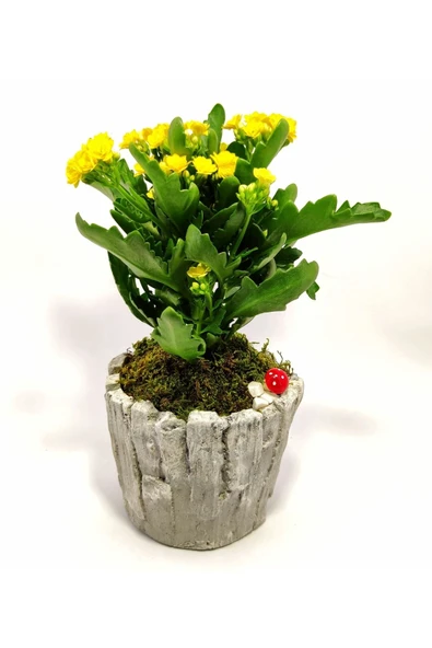 Dekoratif Ağaç Kabuğu Desenli Saksıda Kalanchoe - 2
