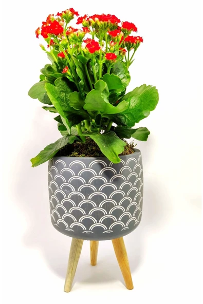 Dekoratif Saksıda Kalanchoe ürün görseli 1