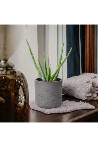 Dekoratif Saksıda Aloevea Orta Boy ürün görseli