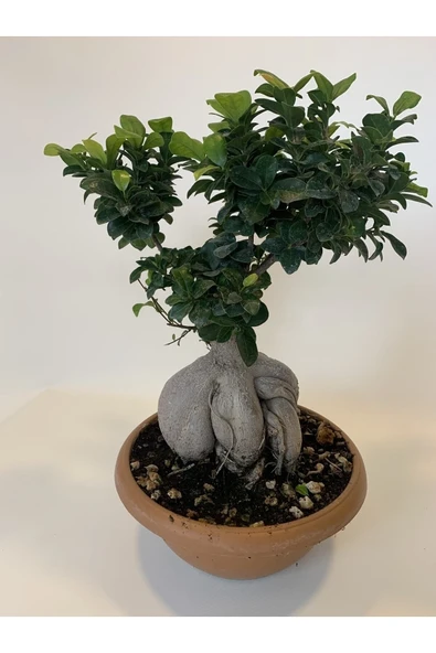 Bonsai Benjamin- Ficus Ginseng Bonsai - Resim 4