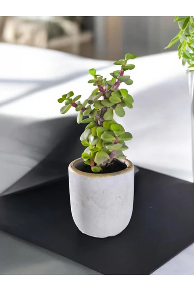 Mini Bonsai Para Ağacı Dekoratif Beton Saksıda 70866