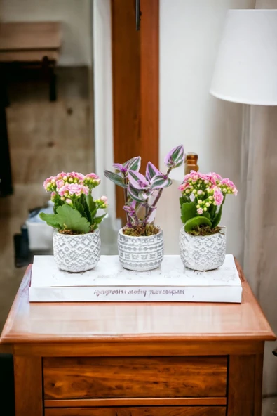 3 Adet Otantik Saksıda Çiçek Aranjman Set - Resim 2