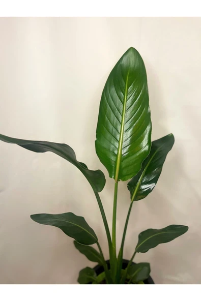 Starlice Cennet Kuşu Bitkisi ürün görseli