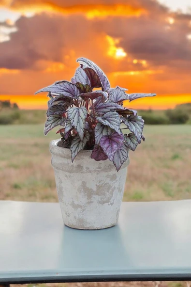 Rex Begonya Dekoratif Orkide Saksısında Begonia 01zau ürün görseli