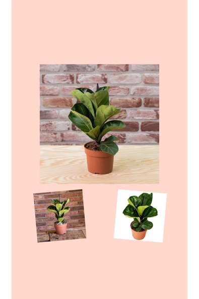 2 Adet Ficus Bambino Lyrata Keman Yapraklı Kauçuk Ağacı - Resim 3
