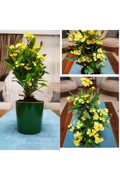 Büyük Sarı Dikenler Tacı Dekoratif Saksıda ürün görseli