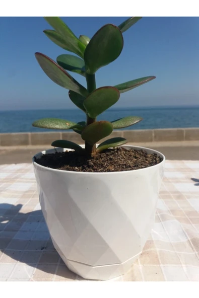 Crassula Ovata- Para Çiçeği- Bereket Bitkisi- 13-18 Cm 8 Aylık - Resim 4