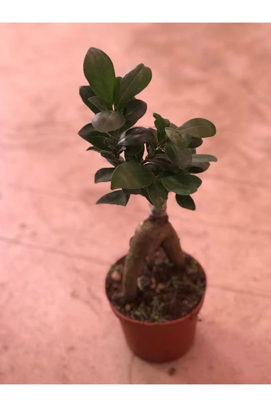 Ficus Ginseng Bonsai ürün görseli 1