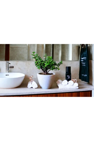 Bonsai Ağacı Afra Para Bitkisi - Resim 3