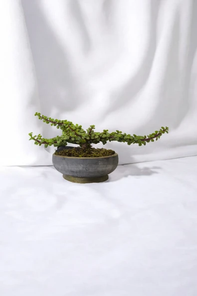 Bonsai Yeşim Ağacı Dekoratif Taş Saksıda - Resim 4