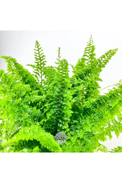Nephrolepis Exaltata Cotton Candy (12 cm Saksıda) Özel Tür Aşk Merdiveni Eğrelti - Resim 4