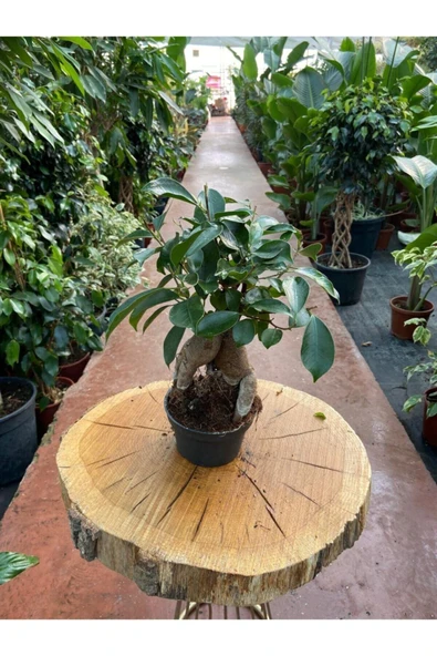 Ficus Ginseng Bonsai 30-35 Cm ürün görseli 1