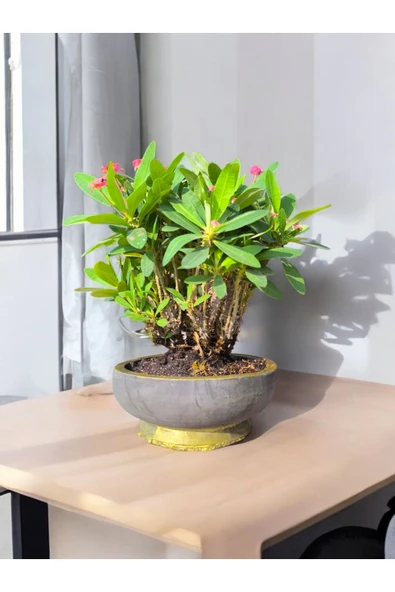 Taş Saksıda Dikenler Tacı - Resim 3