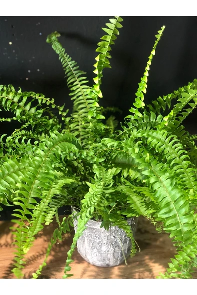 Aşk Merdiveni ürün görseli 1