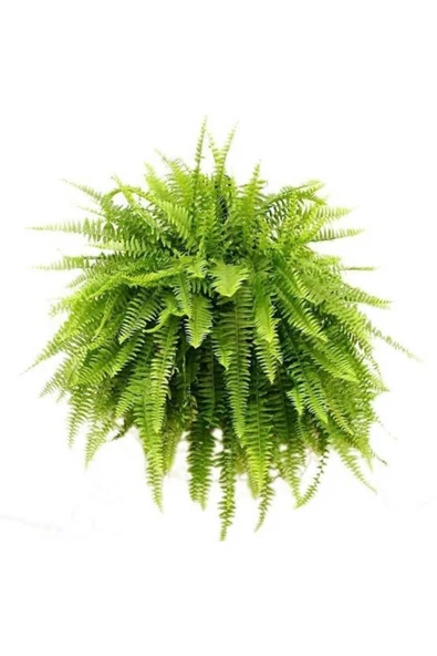 Fujer çiçeği aşk merdiveni büyük boy ürün görseli