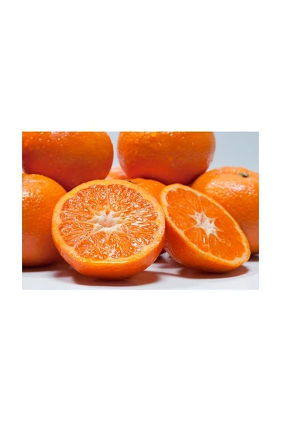 Primasol Mandalina Fidanı ürün görseli 1