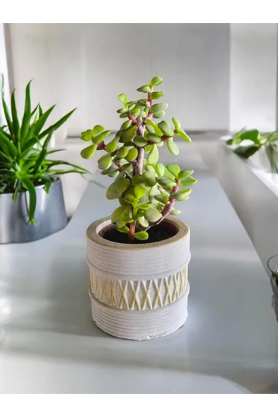 Mini Bonsai Para Ağacı Dekoratif Beton Saksıda 071