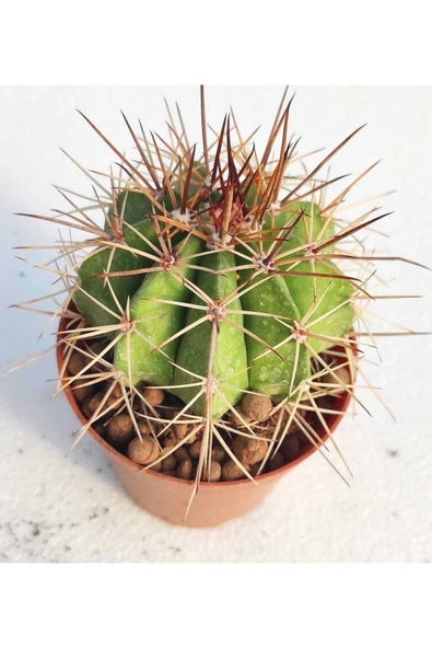 Melocactus--kaktüs ürün görseli