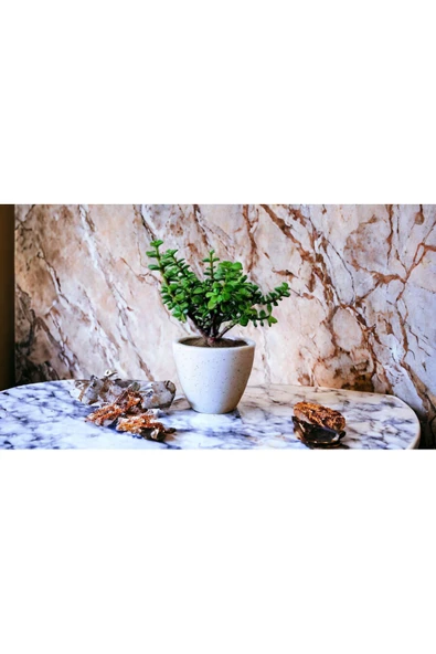 Şans Getiren Bonsai Ağacı Afra Para Bitkisi ürün görseli