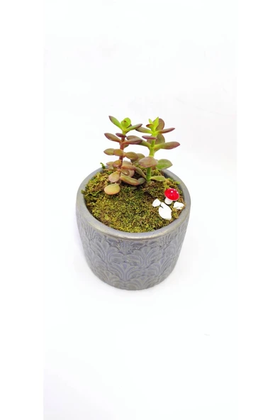 Dekoratif Desenli Saksıda Crassula - 4
