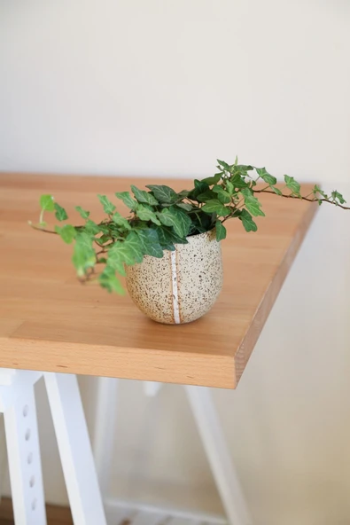 Hedera Helix-Orman Sarmaşığı-Yeşil Yapraklı Sarmaşık - Resim 4