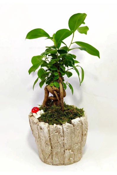Dekoratif Ağaç Kabuğu Desenli Saksıda Mini Bonsai - 3
