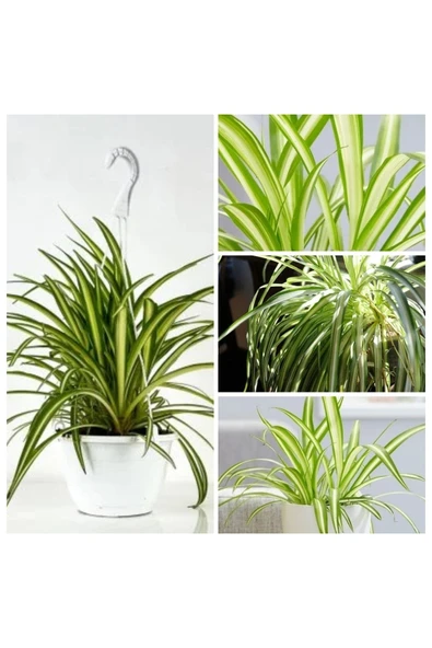 Kurdele çiçeği askılı saksıda - Resim 3