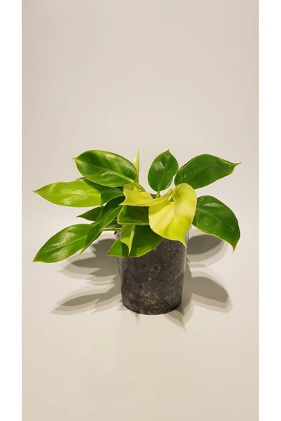 Philodendron 'Moonlight' ürün görseli 1