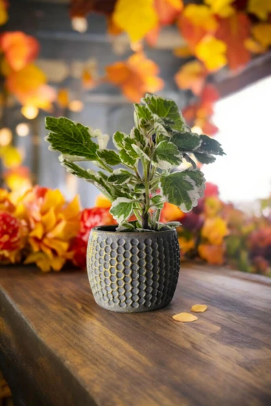 Mini Taş saksıda Cennet Yaprağı Bitkisi Muhteşem Kokulu 5.5 cm Plectranthus Coleoides - Resim 2